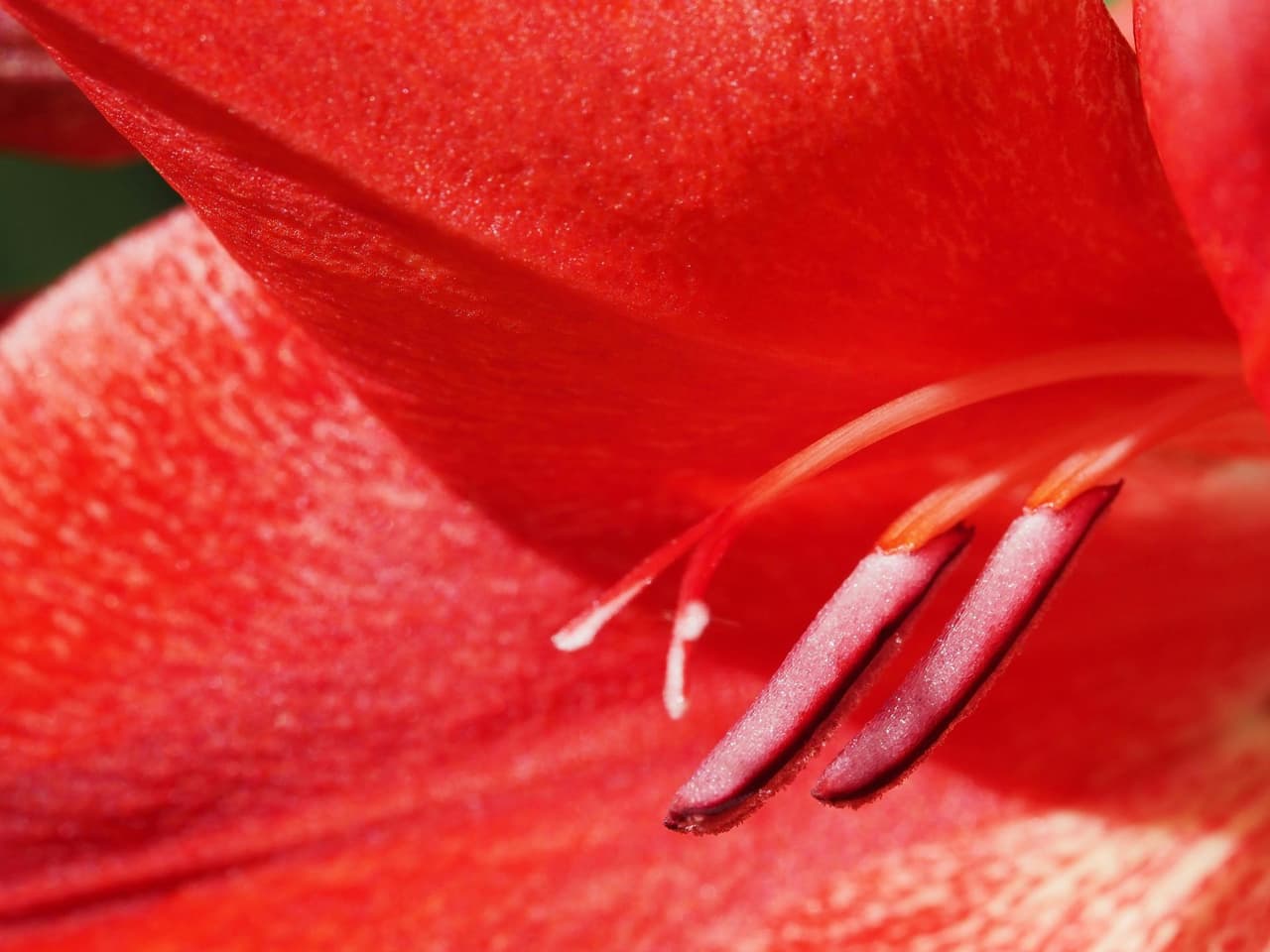 Blumen im August: der Garten auf seinem Höhepunkt