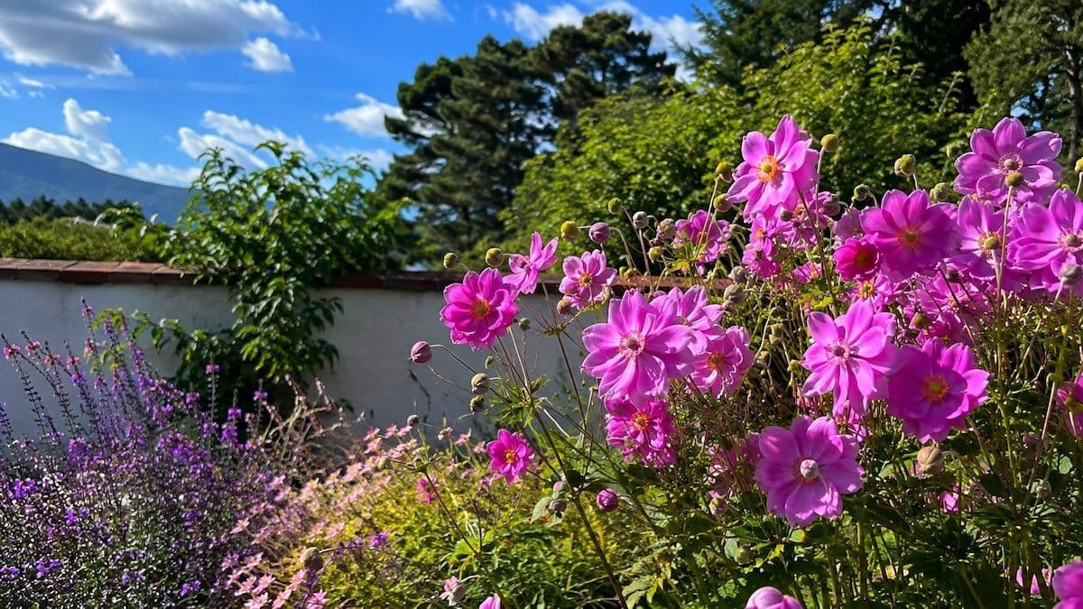 Fleurs du mois d'août : le jardin à son sommet
