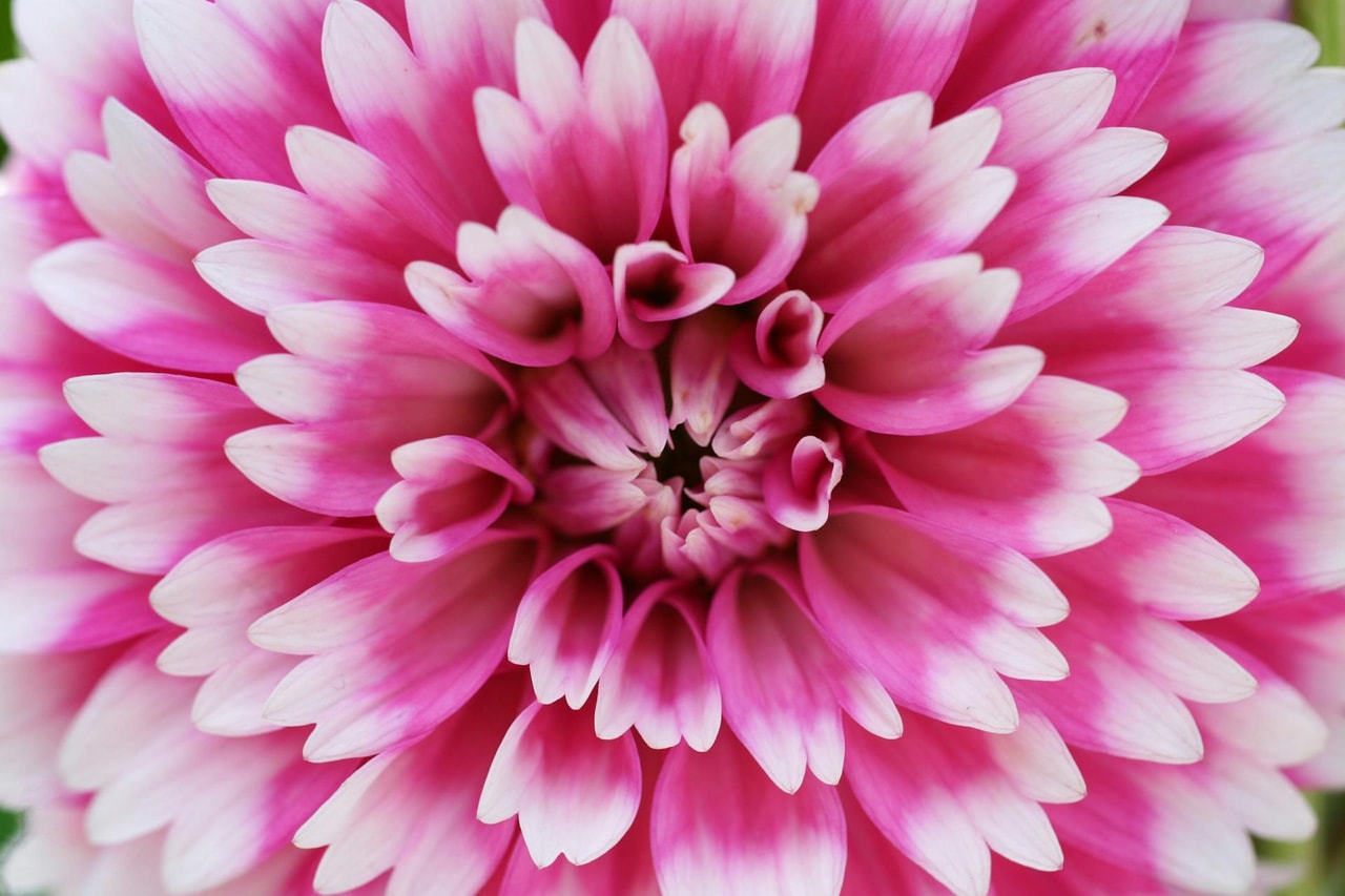 October flowers in Switzerland: what's still in bloom?
