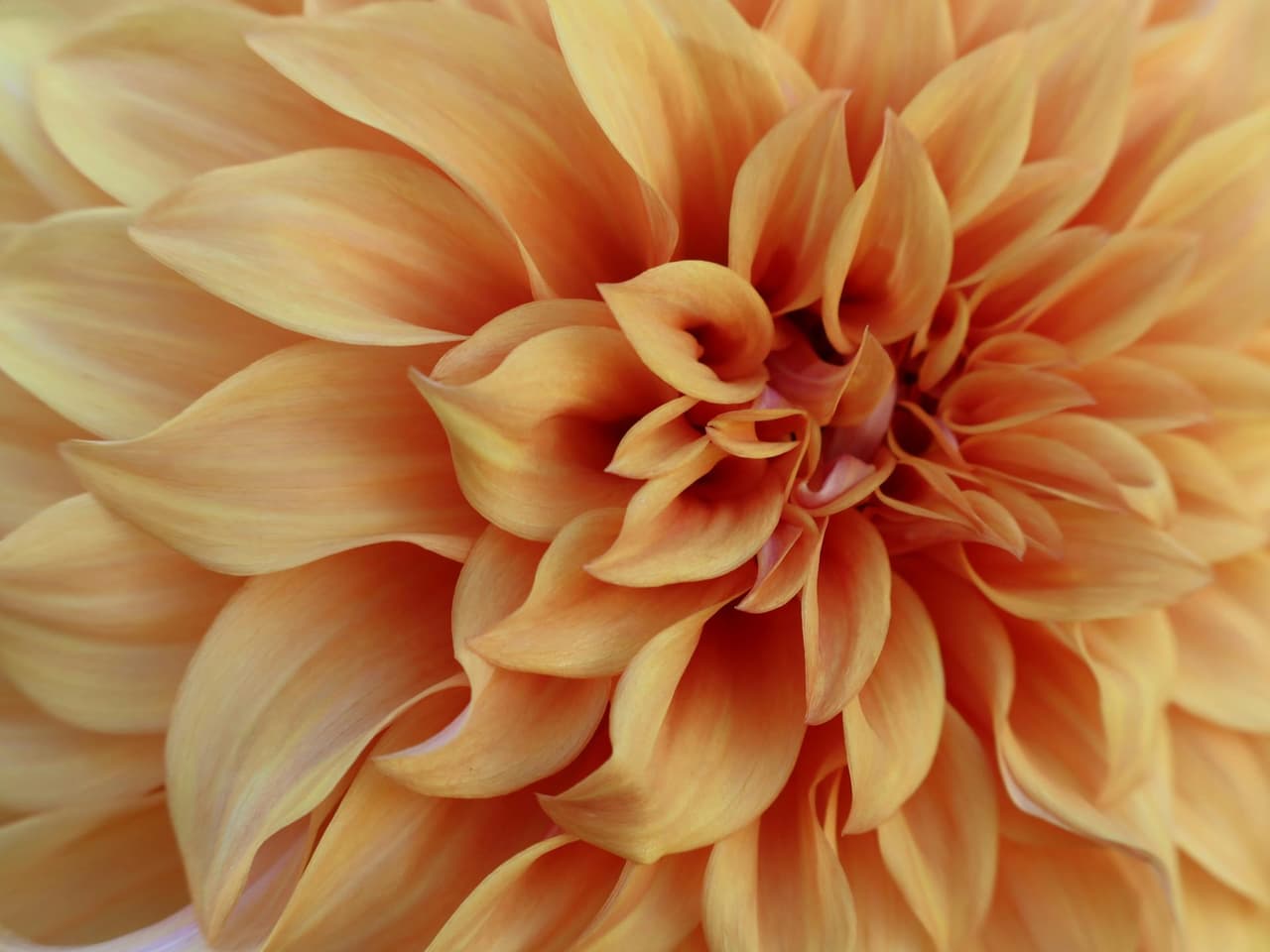 Blumen im September: Welche Sorten haben jetzt Saison?