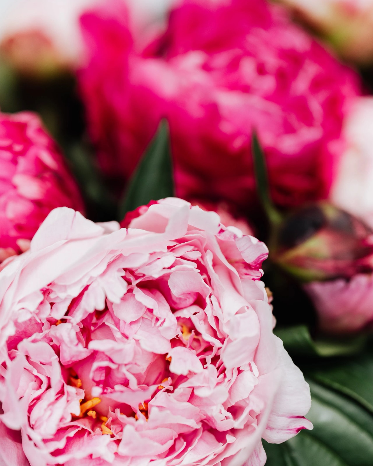 Quelle fleur pour départ retraite ?