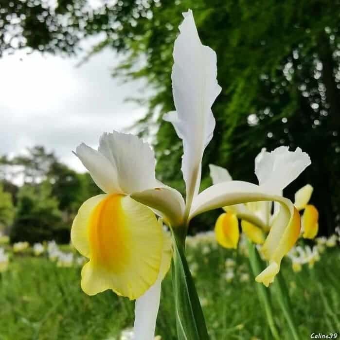 fleur printanière : Iris