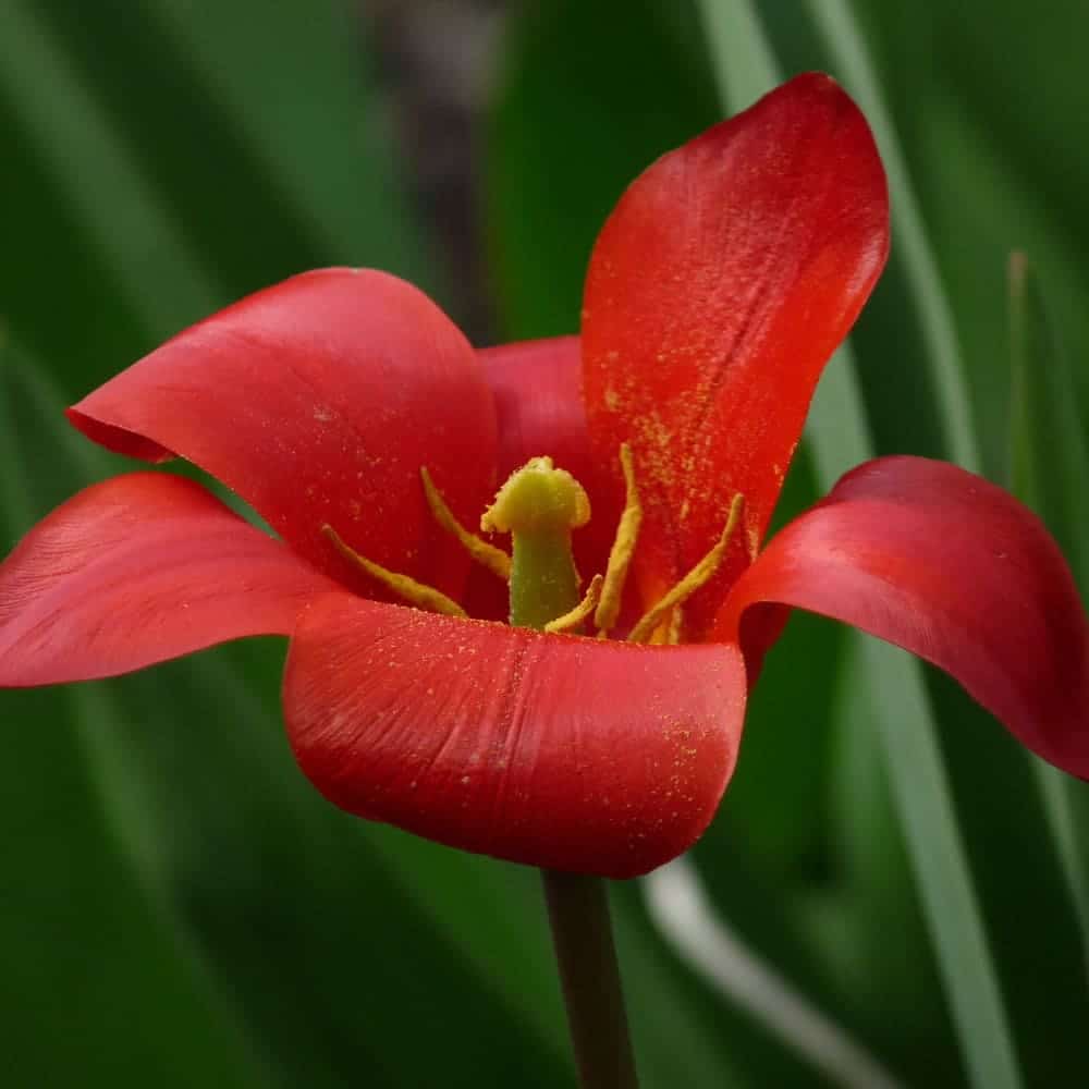 fleur printanière : Tulipe