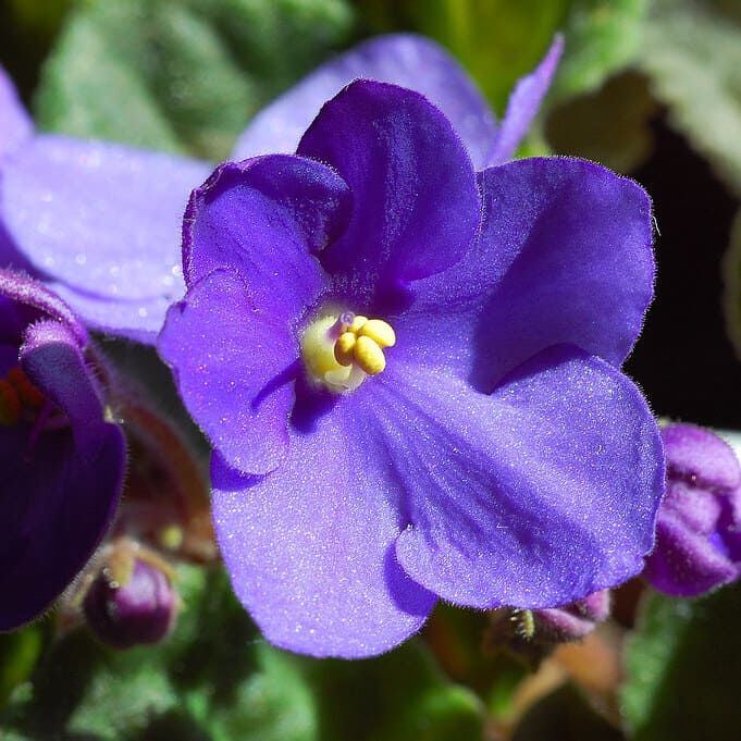 fleur printanière : Violette